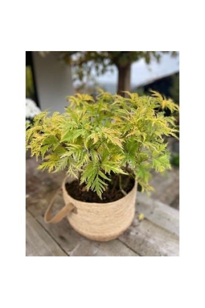 Бузина жовтолиста Плюмоза Ауреа в контейнері на терасі